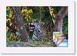 100806 To Jaguar Camp * (120 Slides)